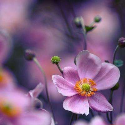 娱乐宝官网app下载