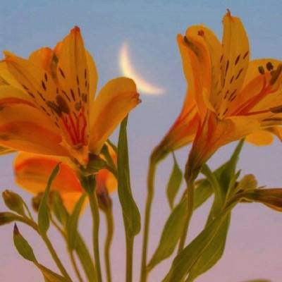 金沙直播app下载